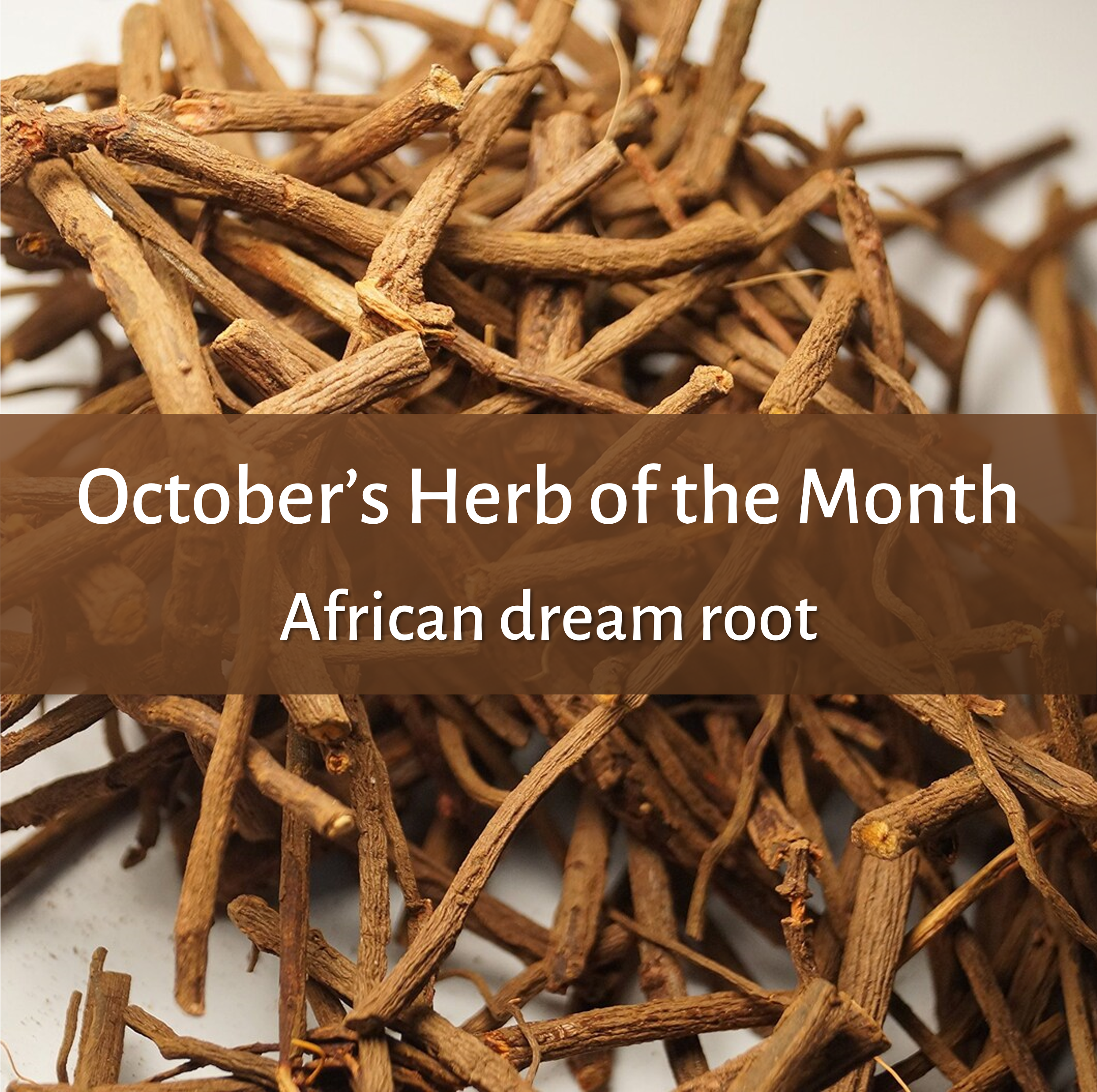 Dried African Roots African Dream Root: Rekindling the Lost Art of Dreaming – MagicTree ...