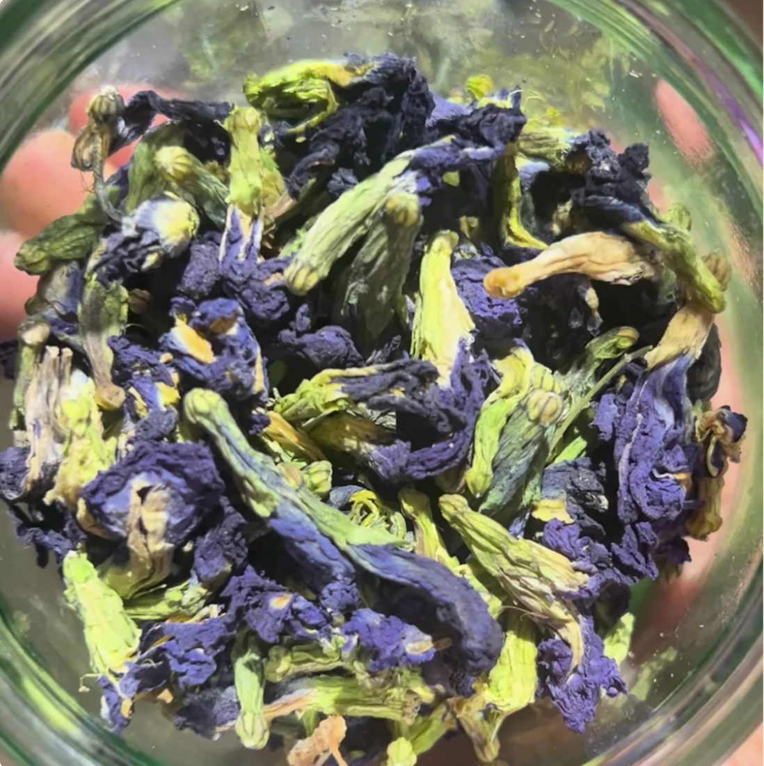 Butterfly Blue Tea (Pre Order)