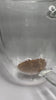 Load and play video in Gallery viewer, Lions Mane Mushroom Extract